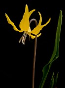 Erythronium grandiflorum - Glacier Lily 5470